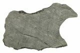 Etched Iron Meteorite Slice ( g) - Chad #272592-1